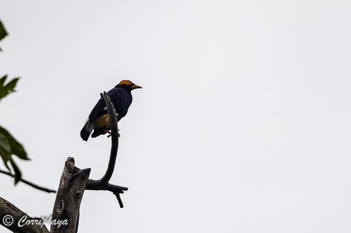 Yellow-faced Myna - ML623064247