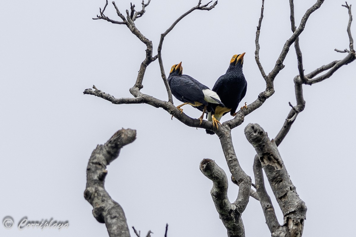 Yellow-faced Myna - Fernando del Valle