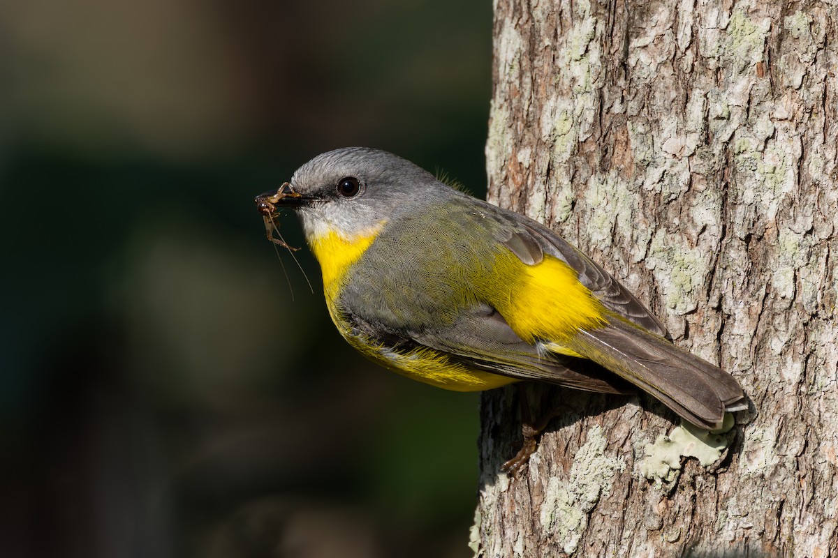 Eastern Yellow Robin - ML623064323