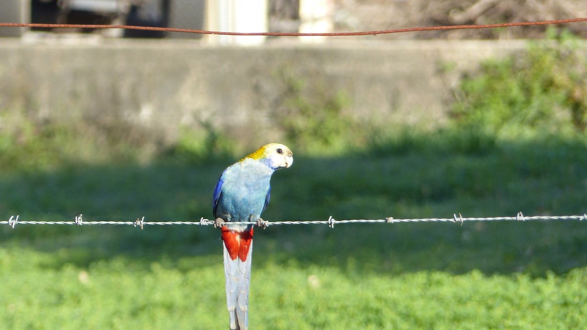 Pale-headed Rosella - Teresa Lynch