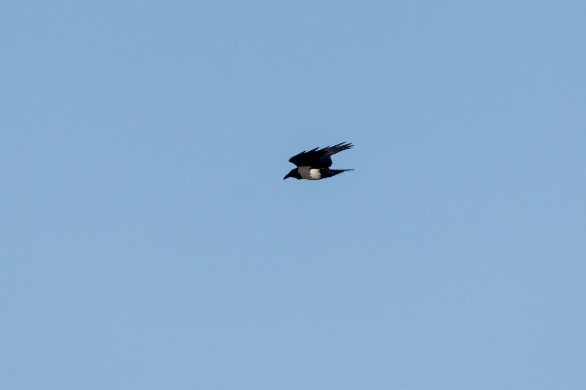 Pied Crow - ML623064367