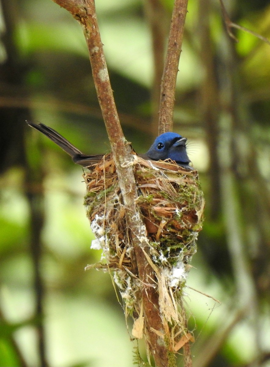 Black-naped Monarch - ML623064412