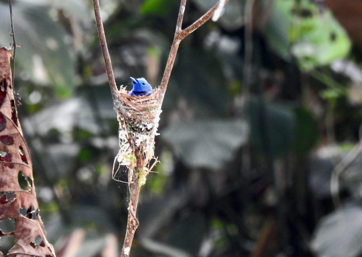 Black-naped Monarch - ML623064413