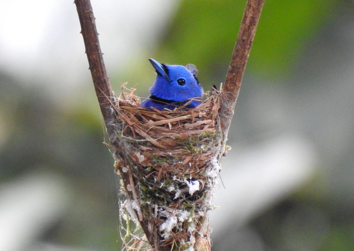 Black-naped Monarch - ML623064414