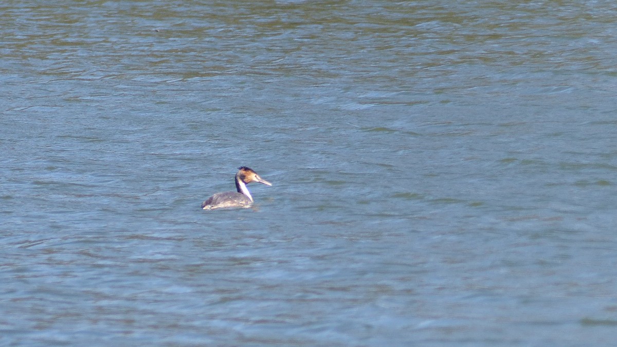 Great Crested Grebe - ML623064429