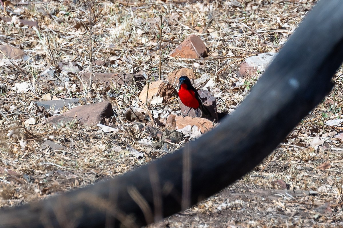 Crimson-breasted Gonolek - ML623064458