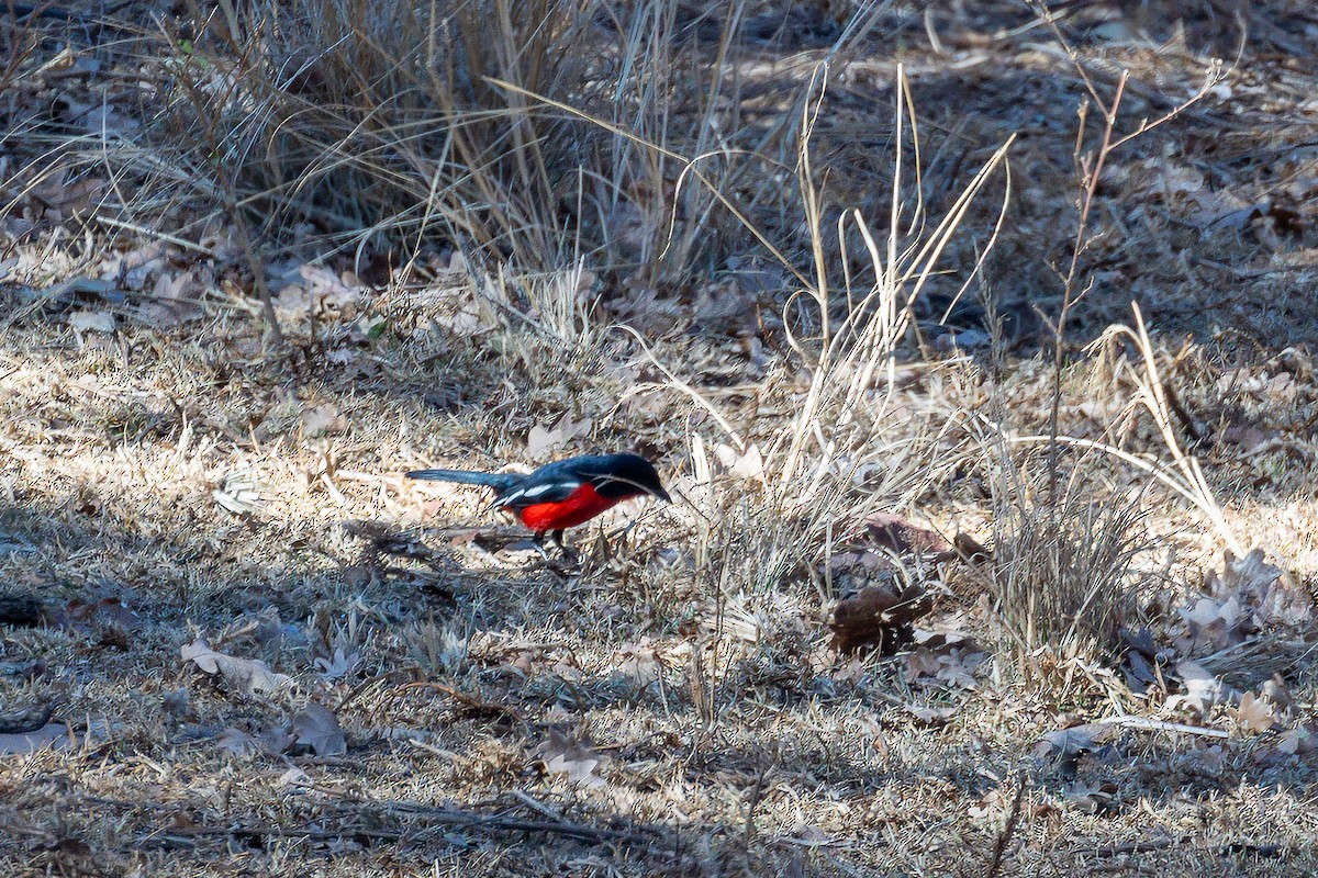 Crimson-breasted Gonolek - ML623064459