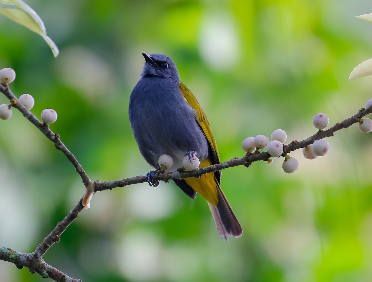 Gray-bellied Bulbul - ML623064479