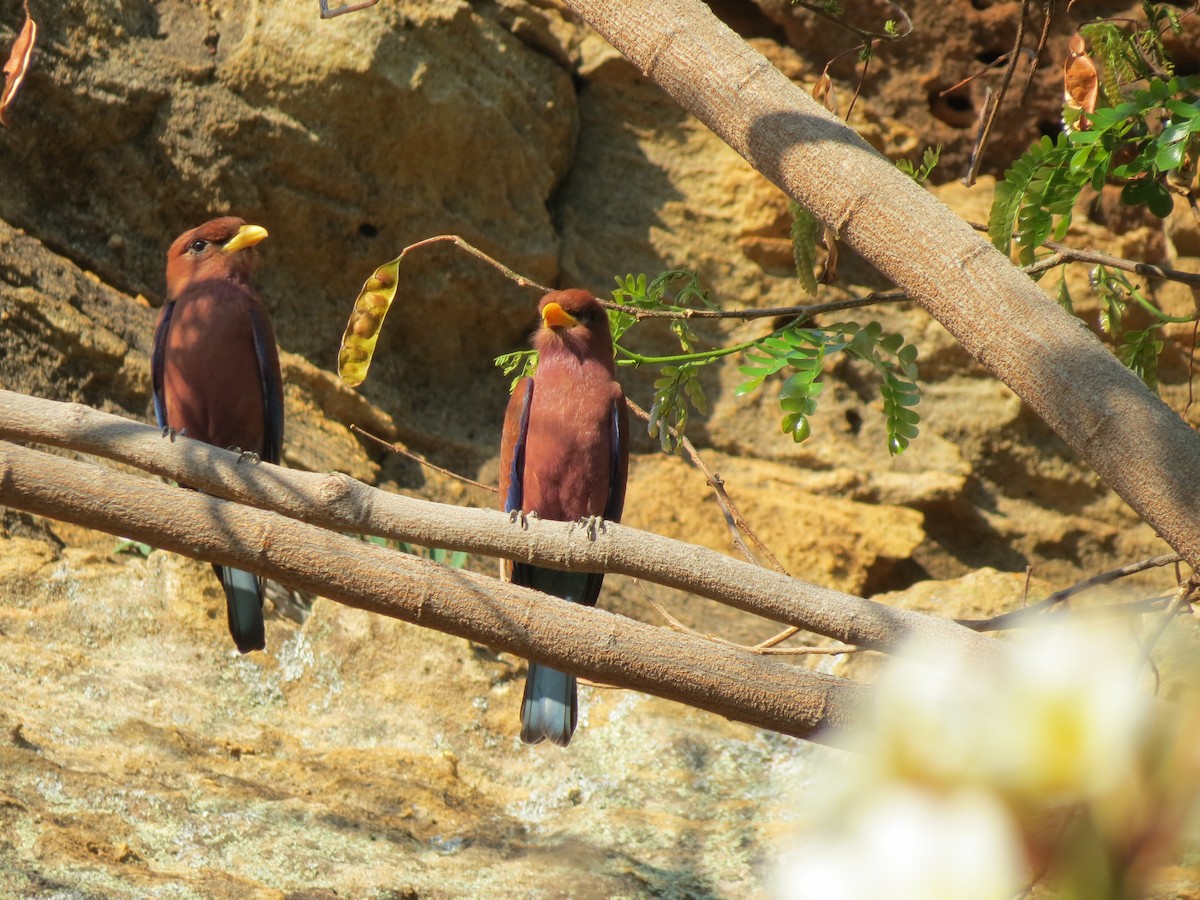 Broad-billed Roller - ML623064558