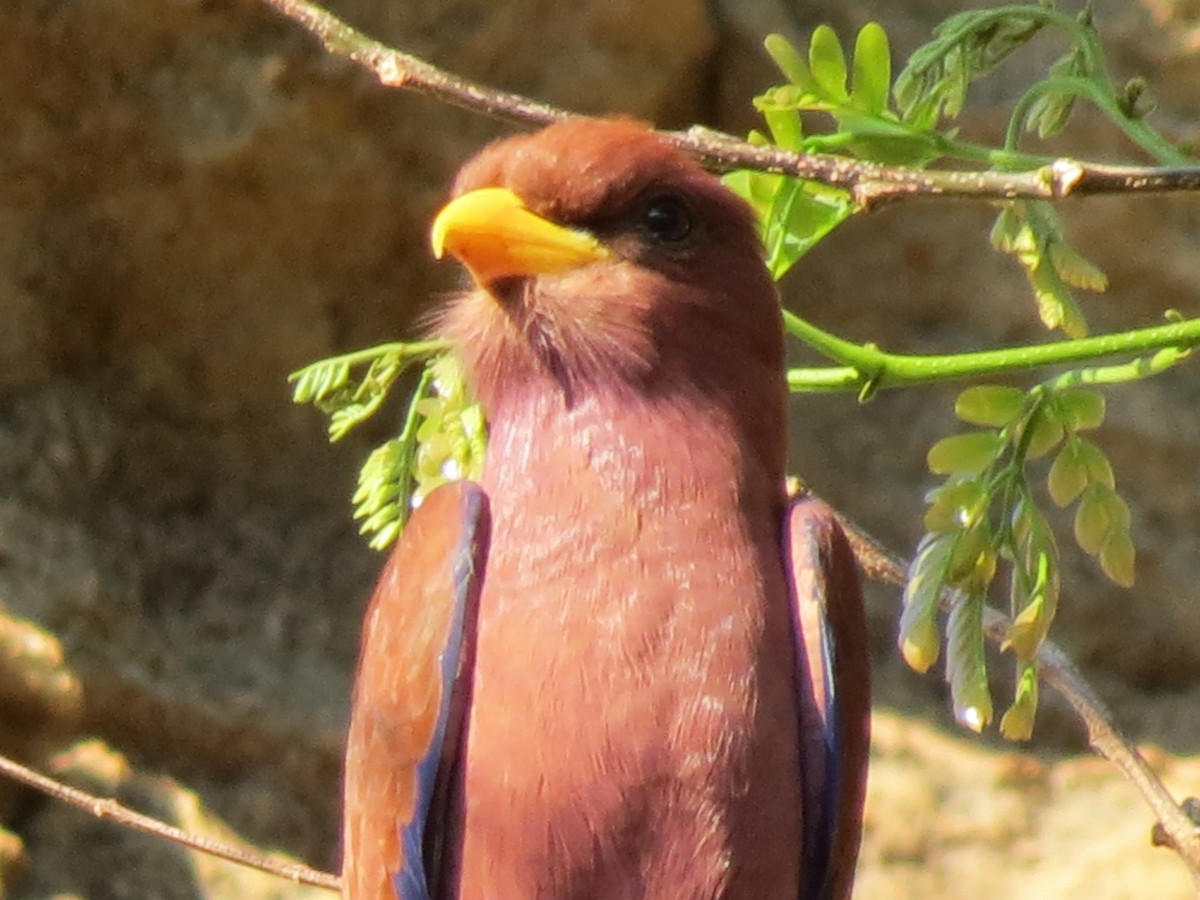 Broad-billed Roller - ML623064559