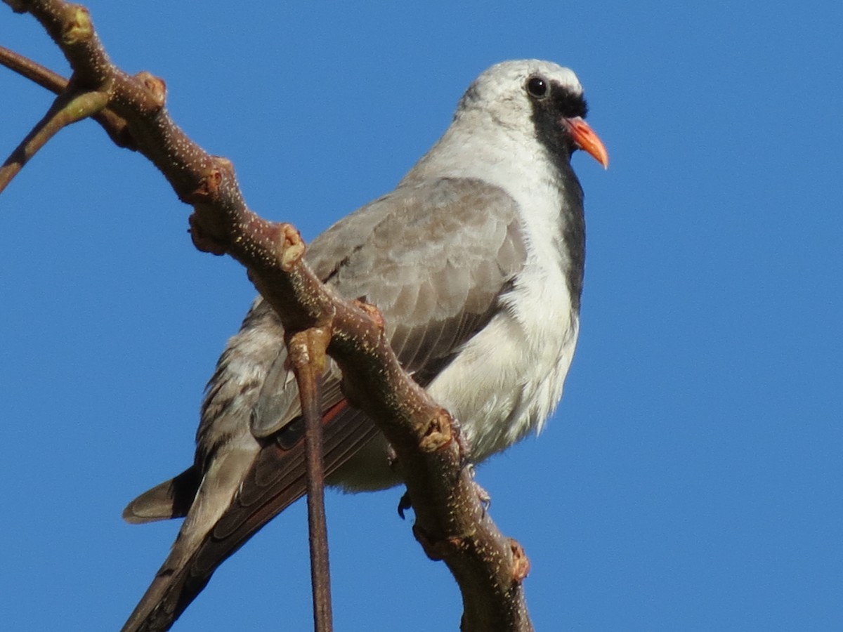 Tortora mascherata - ML623064563