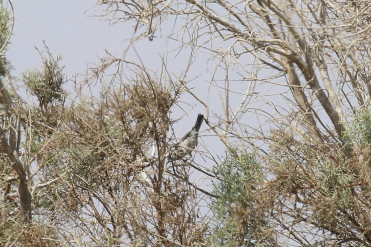 סבכי חורש - ML623064619