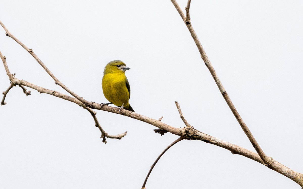 Golden-bellied Euphonia - ML623064801