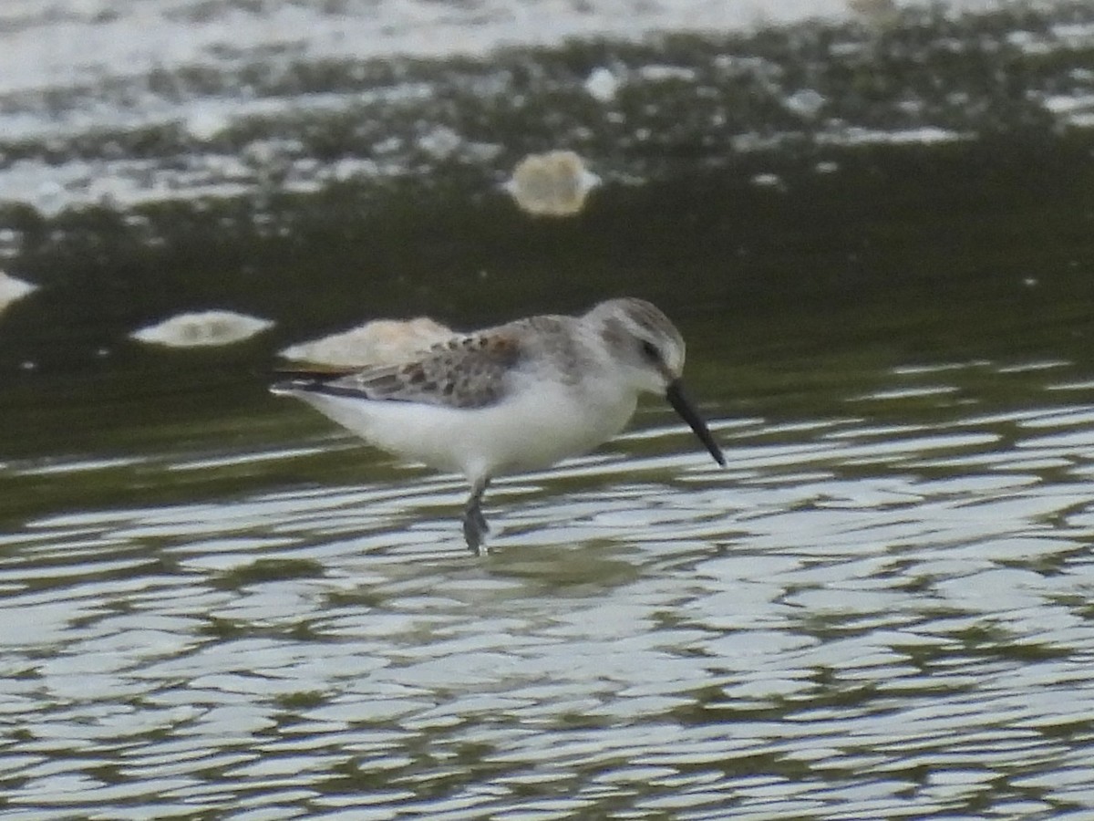 Western Sandpiper - Chris Forster