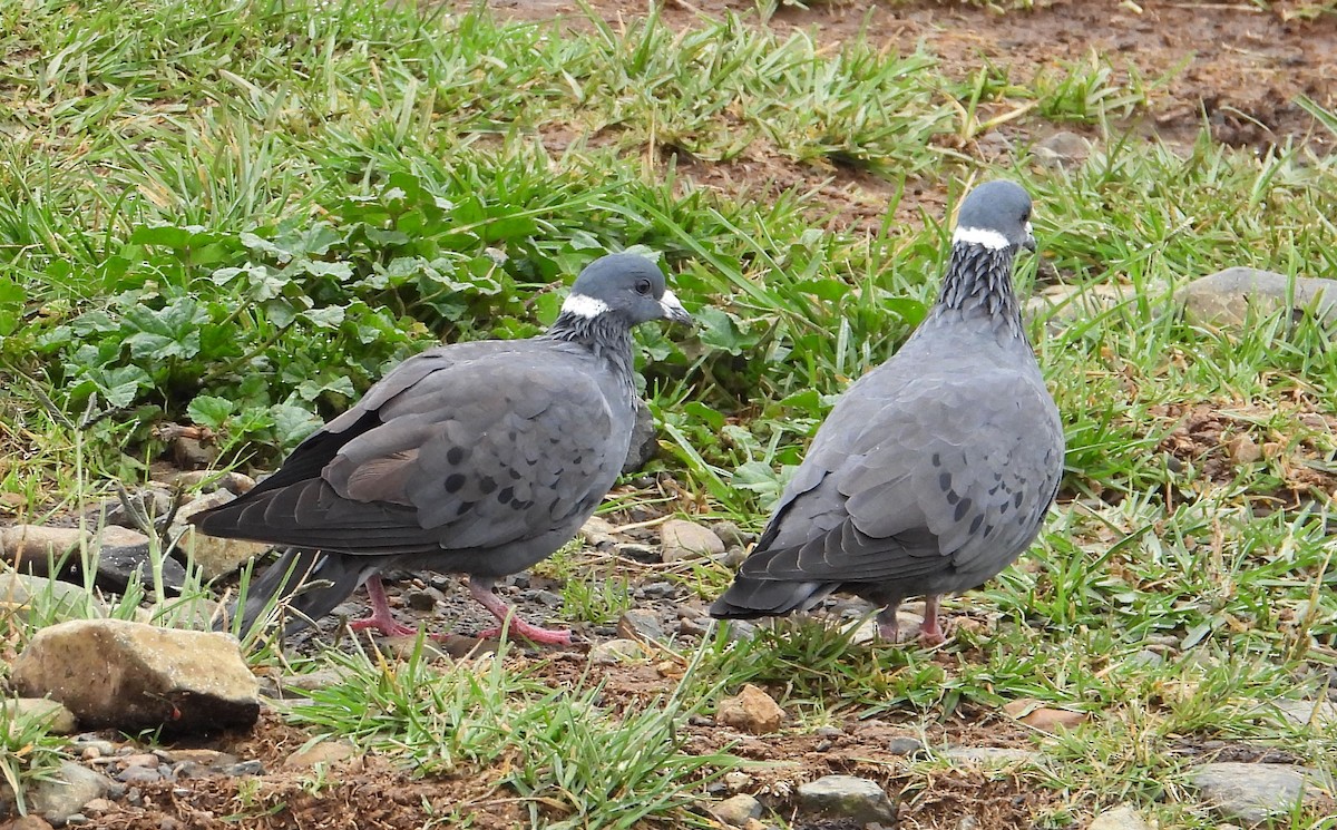 White-collared Pigeon - ML623064837