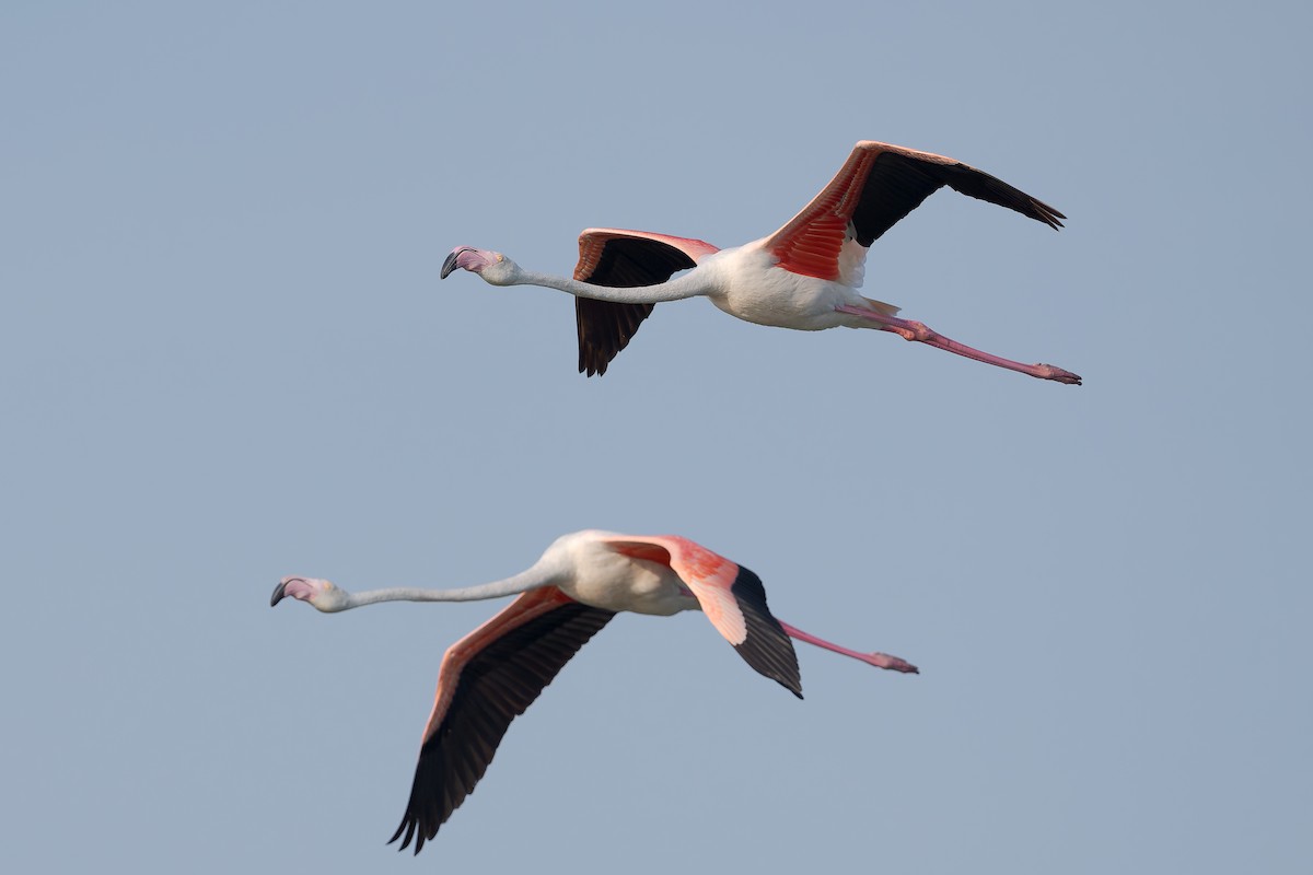 Greater Flamingo - ML623064838