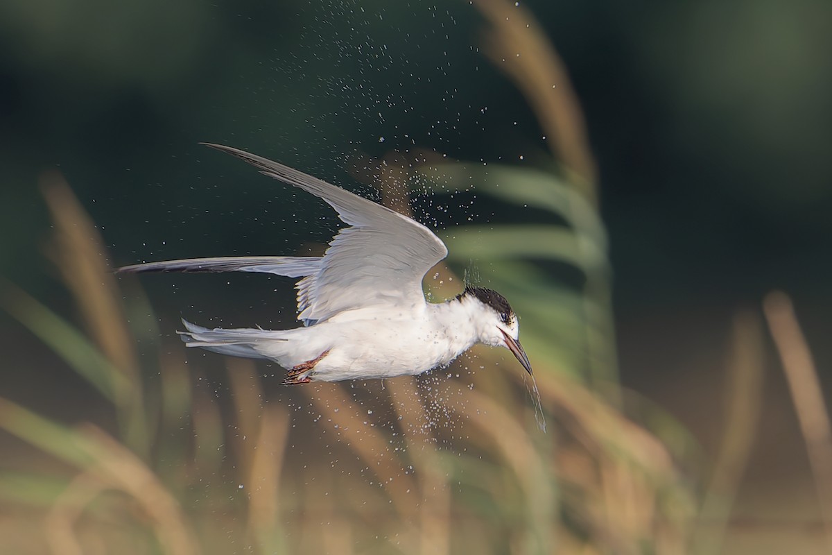 Common Tern - ML623064844