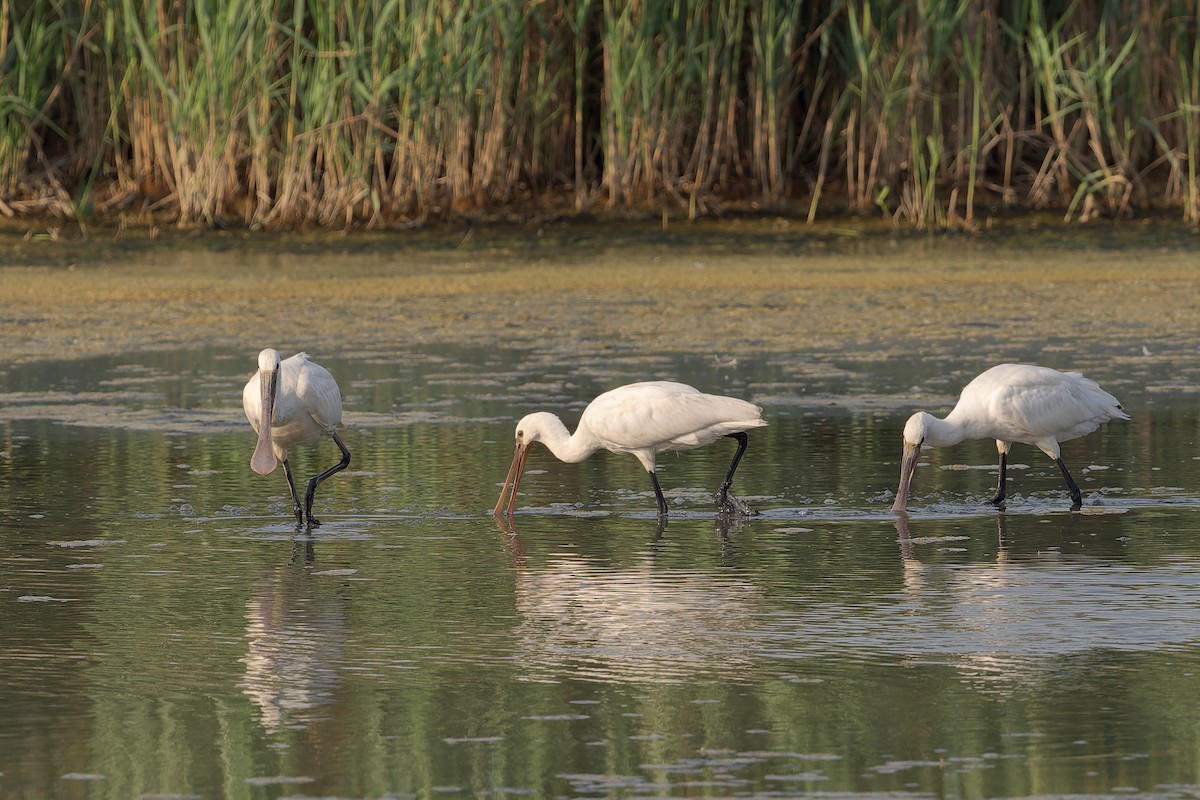 Eurasian Spoonbill - ML623064853