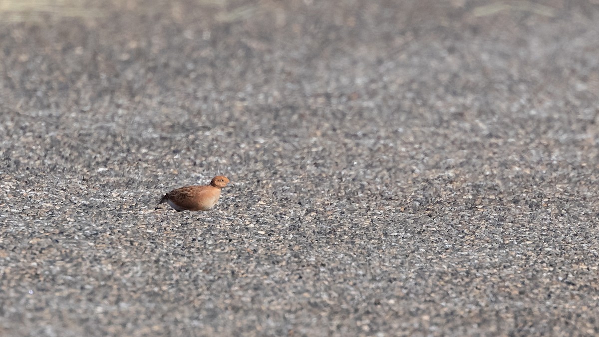 Little Buttonquail - ML623064859