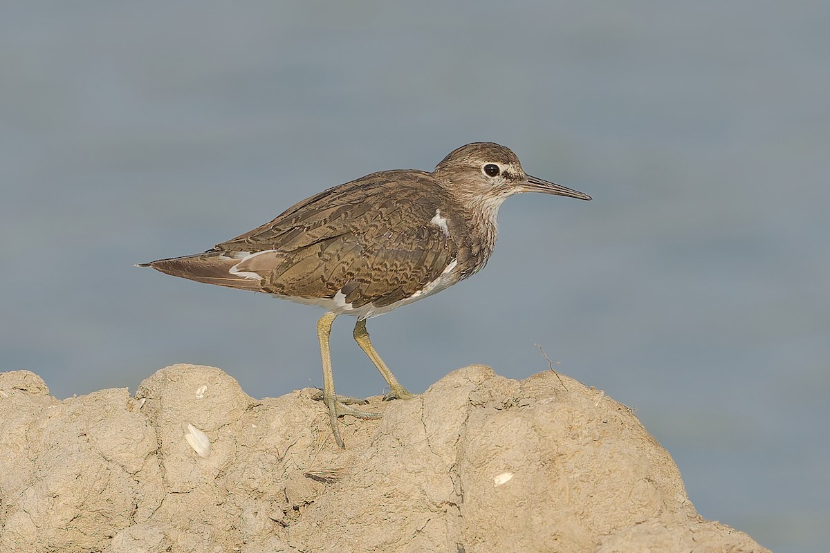 Common Sandpiper - ML623064860