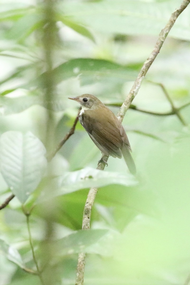 Mosquero Terrestre Sureño - ML623064863