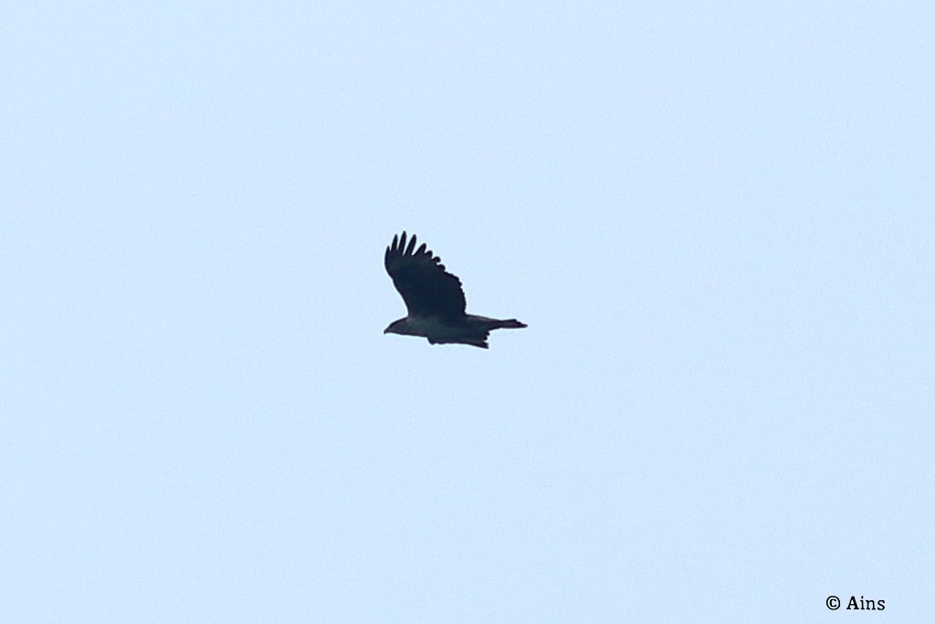 Bonelli's Eagle - ML623064869