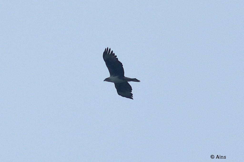 Bonelli's Eagle - ML623064870