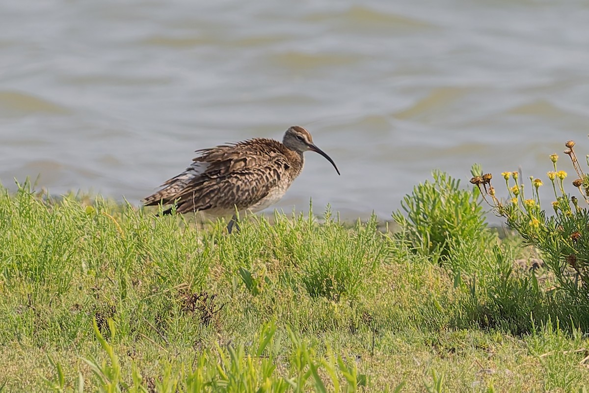 Whimbrel - ML623064886