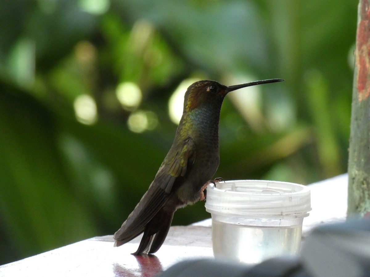 Colibrí de Bouguer Occidental - ML623064889