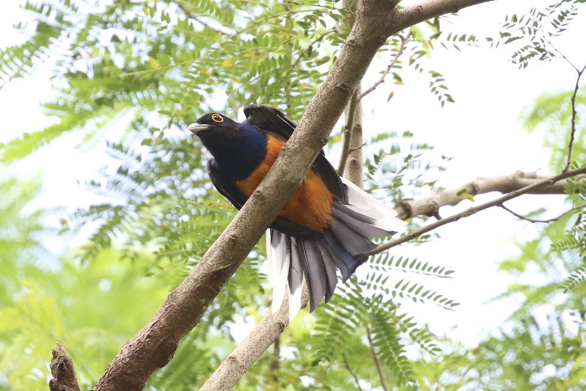 Surucua Trogon (Orange-bellied) - ML623064890