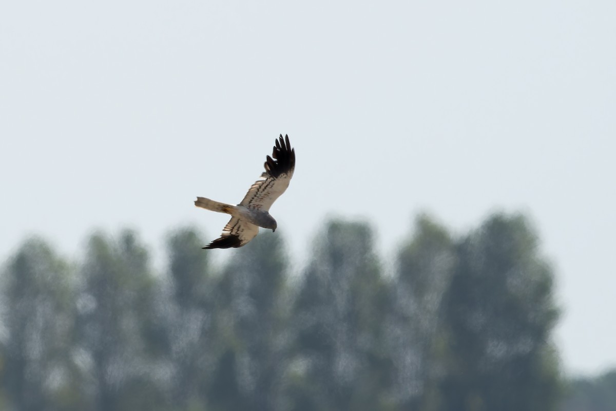 Montagu's Harrier - ML623064894