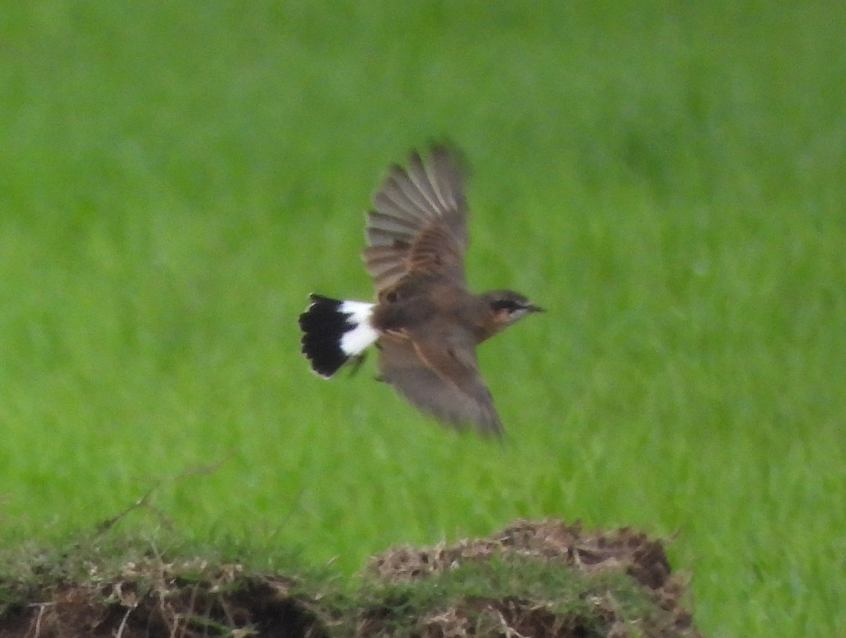 Rusty-breasted Wheatear - ML623064900