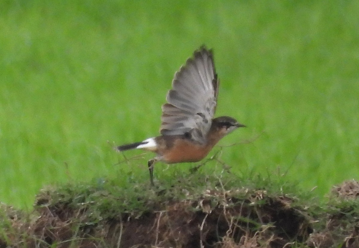 Rusty-breasted Wheatear - ML623064902