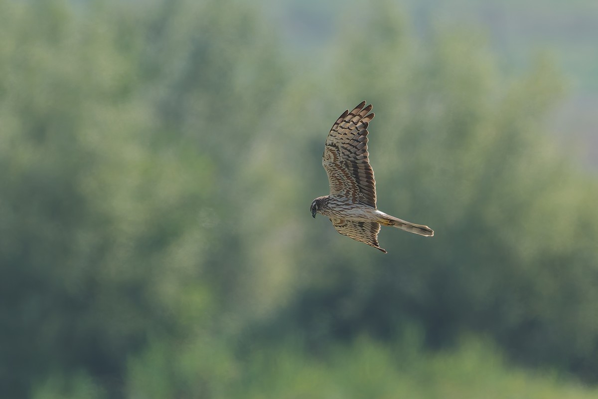 Montagu's Harrier - ML623064906