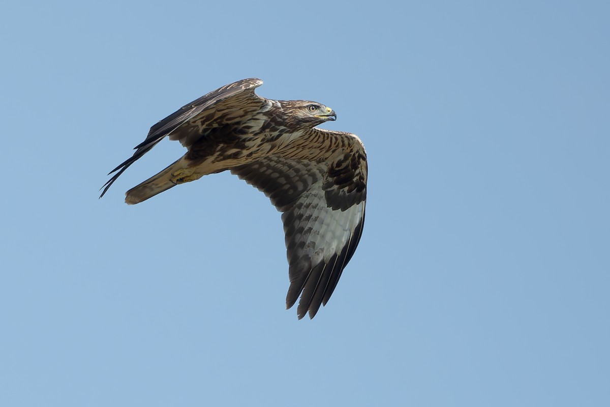 Common Buzzard - ML623064916