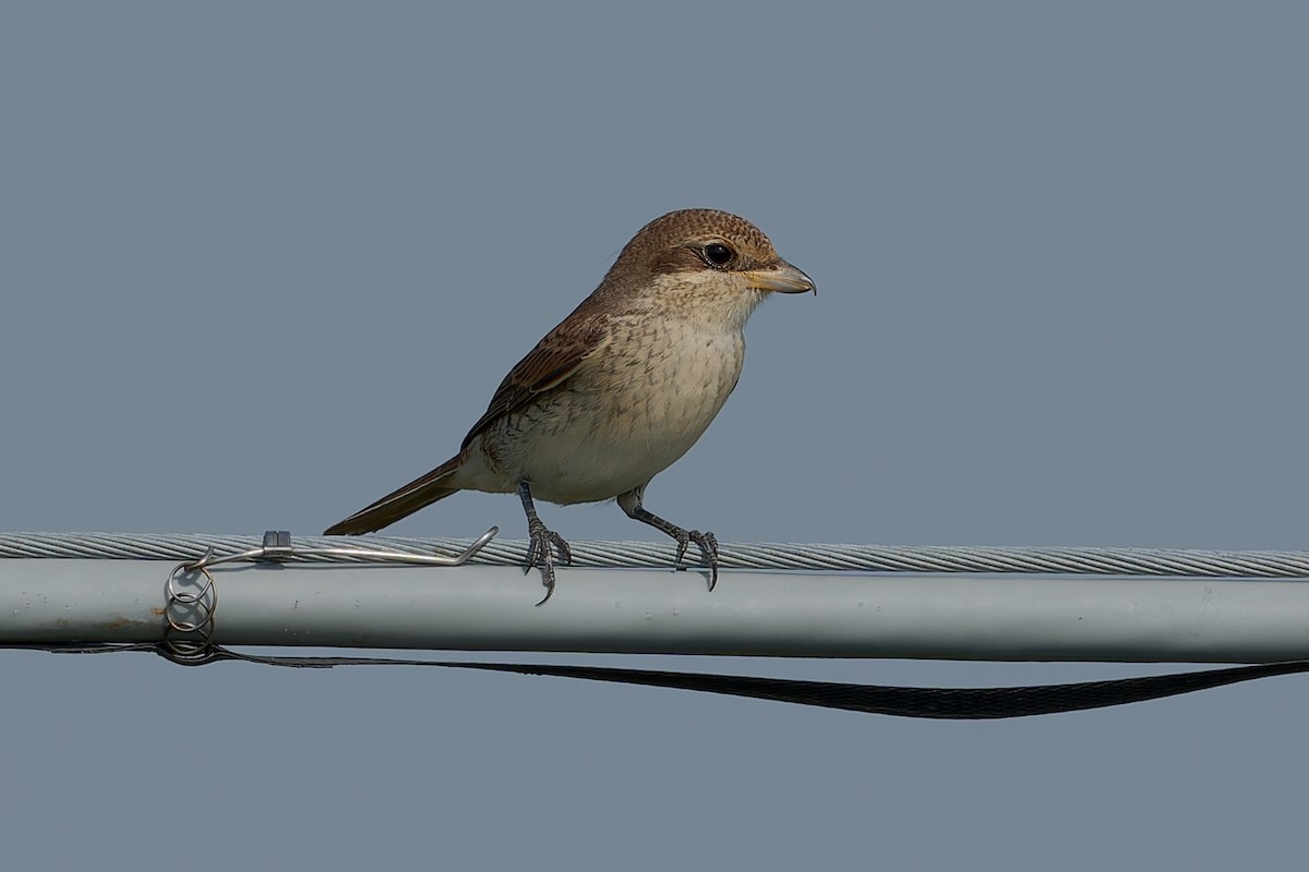 Red-backed Shrike - ML623064920