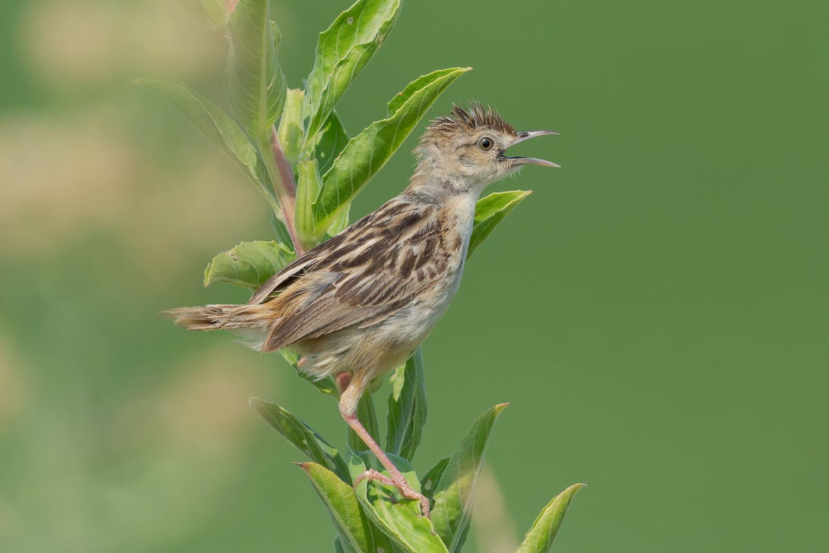 Zitting Cisticola - ML623064923