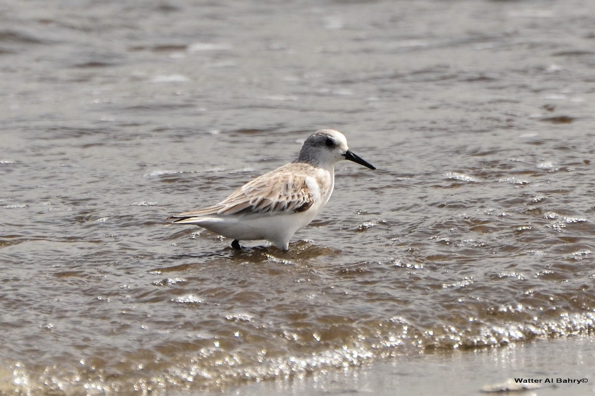 Bécasseau sanderling - ML623064934