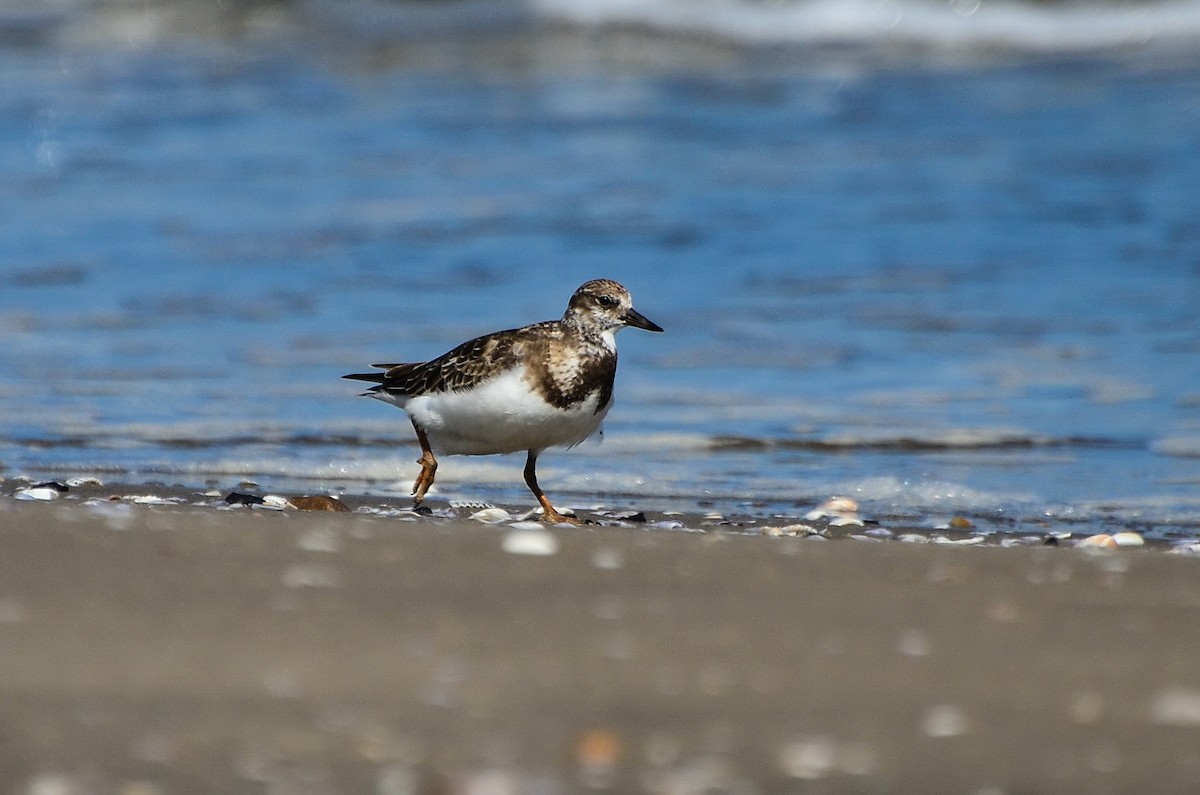 Tournepierre à collier - ML623065032