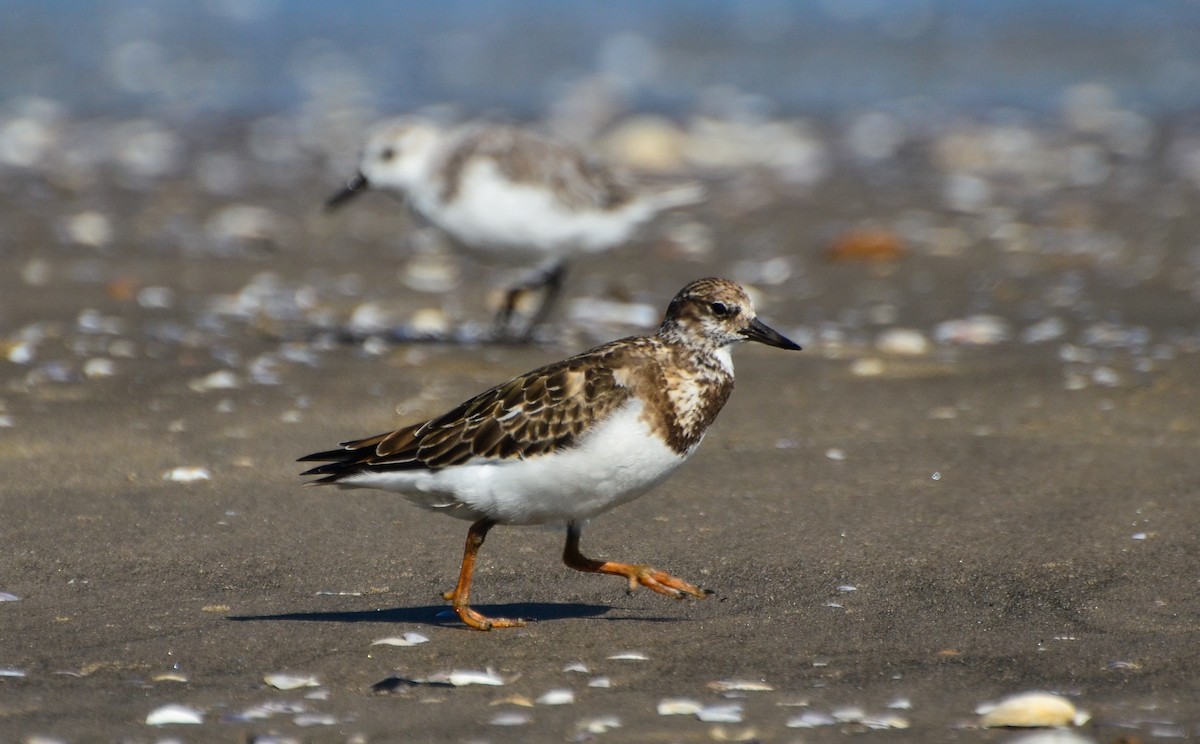 Tournepierre à collier - ML623065033