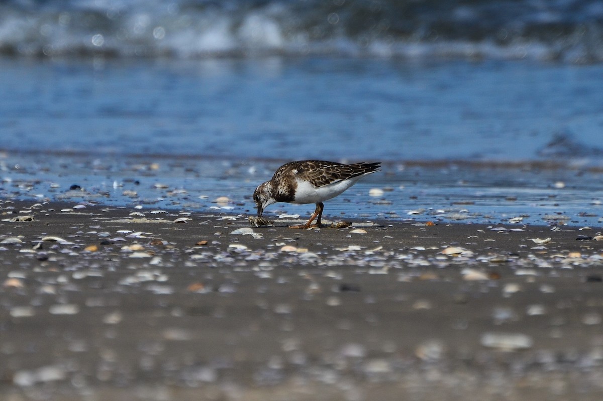 Tournepierre à collier - ML623065034