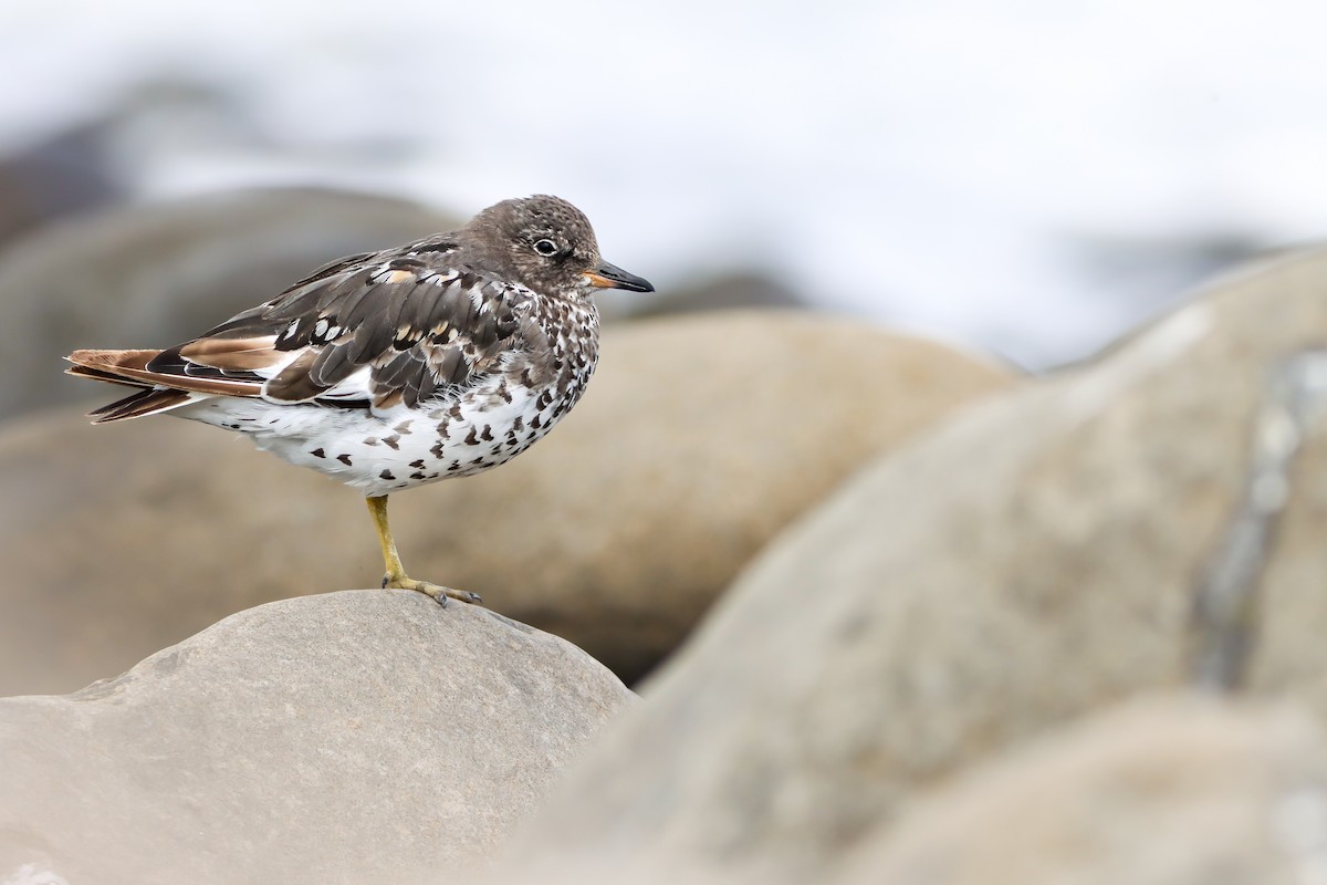 Surfbird - ML623065046