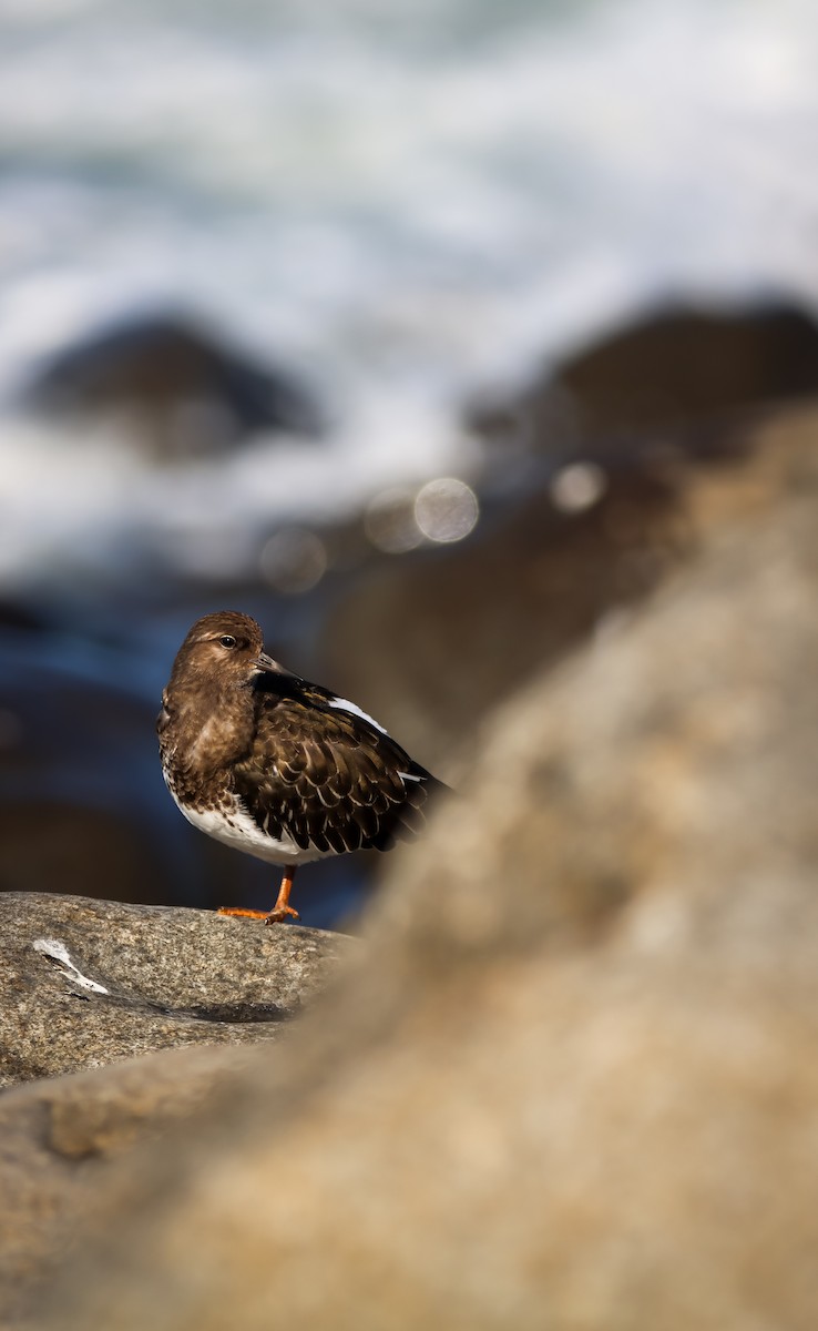 Black Turnstone - ML623065053