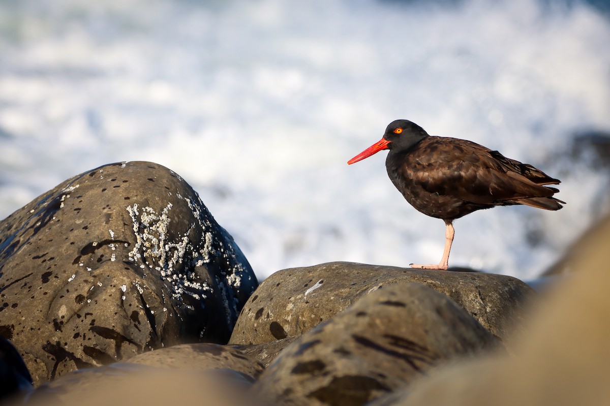 Black Oystercatcher - Amanda Aman