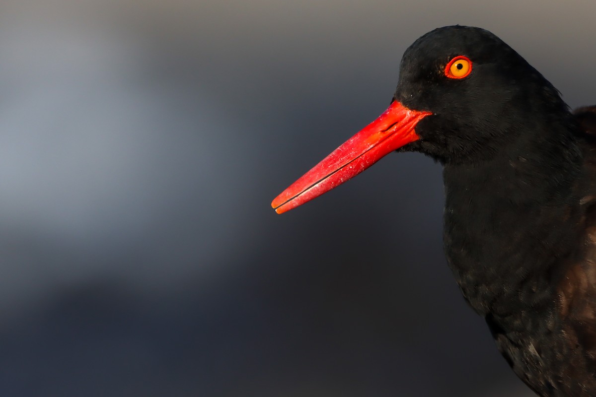 Black Oystercatcher - ML623065055