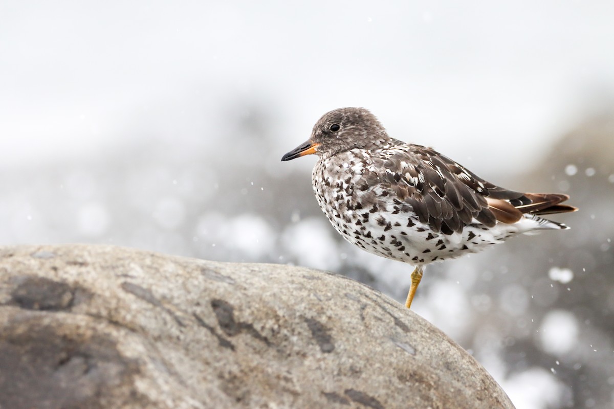 Surfbird - ML623065087