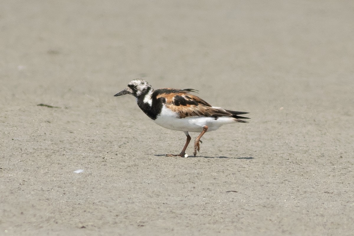 Ruddy Turnstone - ML623065174