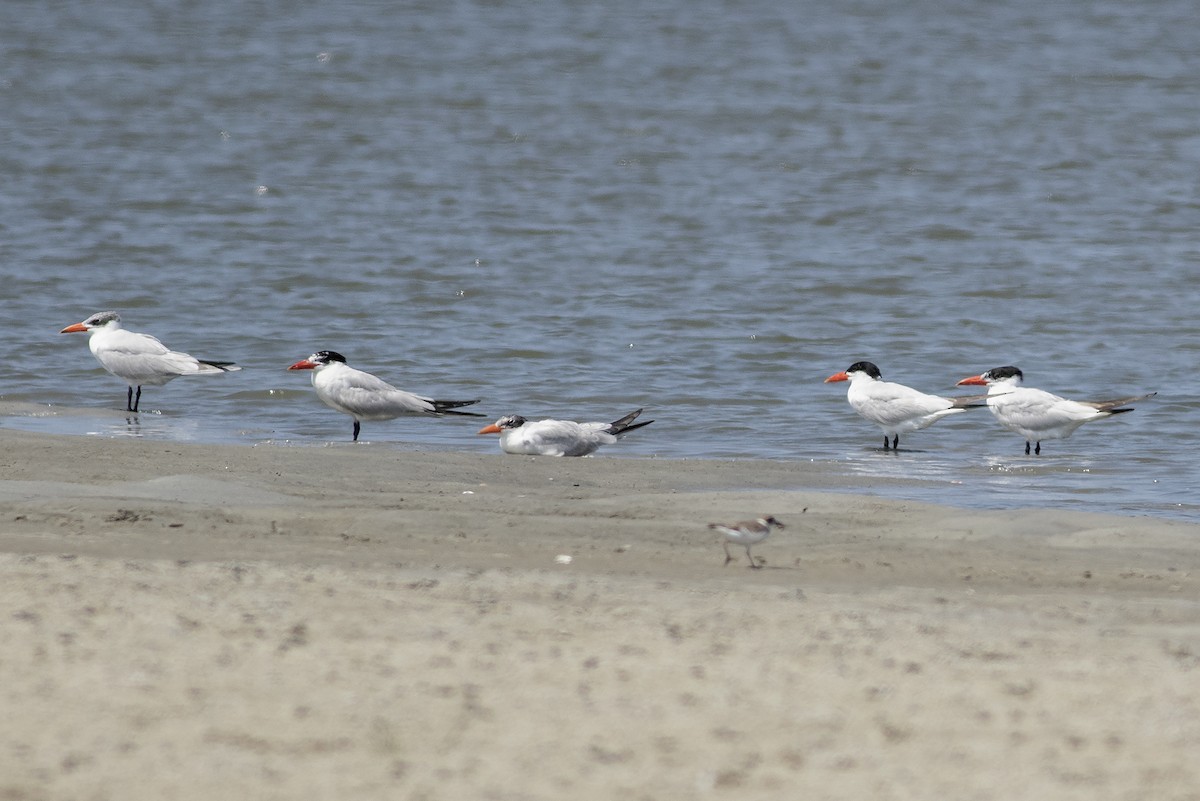 Caspian Tern - ML623065180