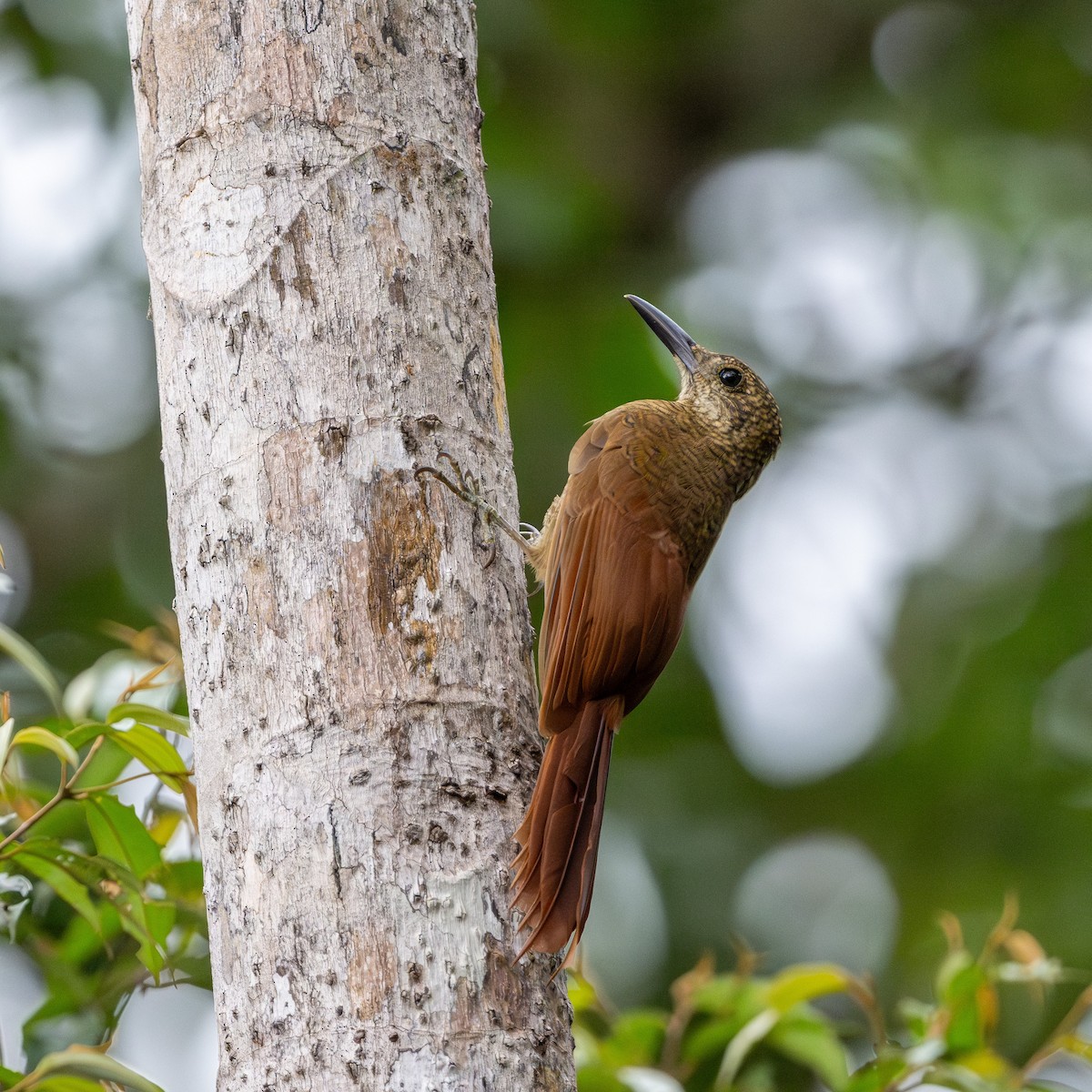 Amazonian Barred-Woodcreeper - ML623065200