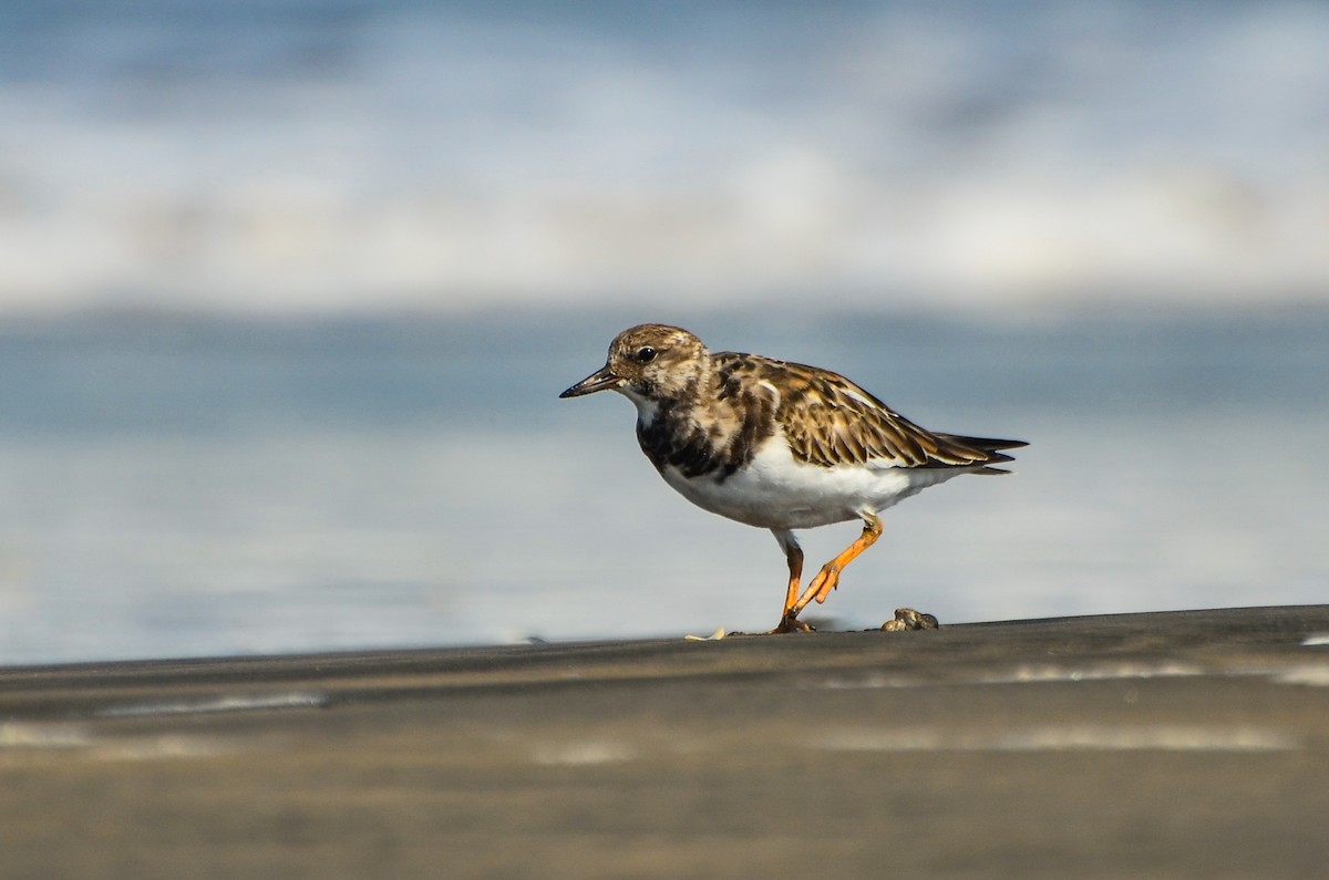 Tournepierre à collier - ML623065212